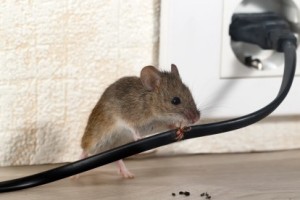 Mice Control, Pest Control in Barnehurst, DA7. Call Now 020 8166 9746