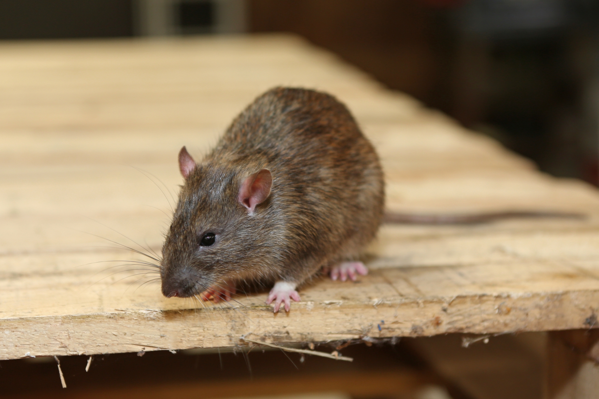 Rat Infestation, Pest Control in Barnehurst, DA7. Call Now 020 8166 9746