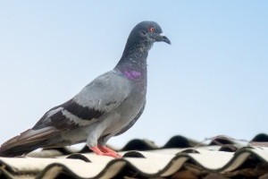 Pigeon Control, Pest Control in Barnehurst, DA7. Call Now 020 8166 9746