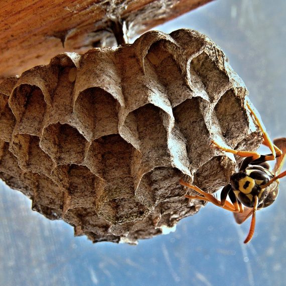 Wasps Nest, Pest Control in Barnehurst, DA7. Call Now! 020 8166 9746